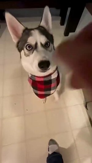 Сибирский хаски