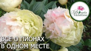 ВСЁ О ПИОНАХ В ОДНОМ МЕСТЕ