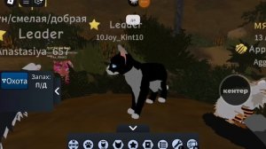 Реакция игроков в игре Котов воителей на СЬЮ! (видео без монтажа)