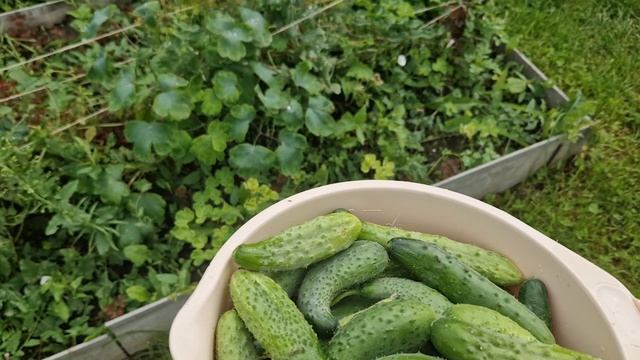 Негатив баню, с добром говорю. Свой урожай. Обед готовлю. Дальнейшие планы смотреть онлайн