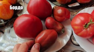 Обзор новинок коллекции томатов 2025