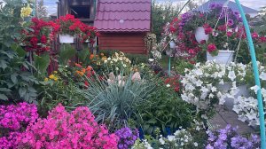 Кошки атаковали мои цветы 🌺 Небольшой обзор цветов.