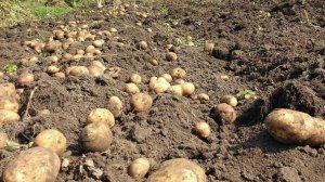 Когда копать картофель? Главный признак, по которому определяем когда пора выкапывать картофель