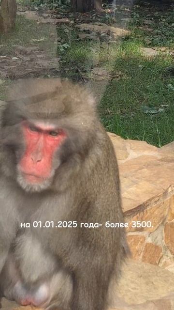 Ленинградский зоопарк