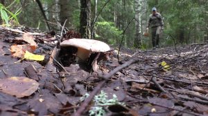 Нашёл грибы в лесу и приготовил!