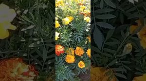 1000059933.mp4Край родной..