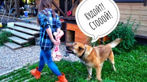 Сова Ёль сердится на Егора, все заняты конкурсами, Пёс Кубик получил свою динозавровую косточку