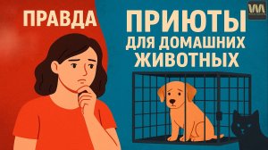 Вся ПРАВДА о приютах для животных в России / "Краснодог" в Краснодаре