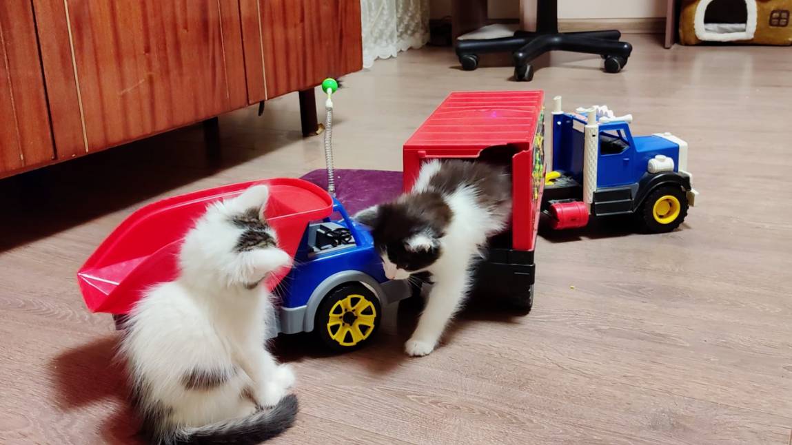 Котята, как и маленькие дети, играют с игрушками. смотреть онлайн