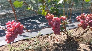 Виноград Раичка (Калугин В. М.) 16.08.25г.виноградник Король В.Н. г.Краснодар Slava.King2007@mail.ru