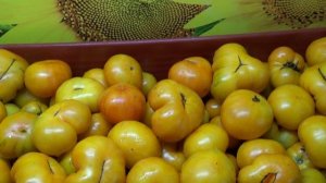 Новинки 2025 года. Томатный Гном Ниму вариегатный. Хорош по всем показателям!