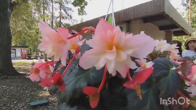 Выставка цветов в Самаре. 🌴🌷🌵💕Часть 3.