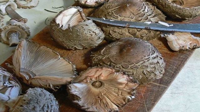 1000 и 1 рецепт