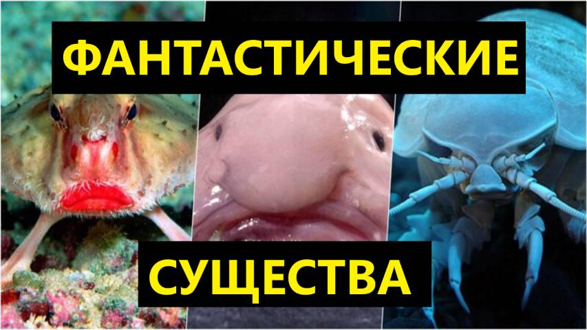 👽 10 ФАНТАСТИЧЕСКИХ СУЩЕСТВ ИЗ ГЛУБИН ОКЕАНА