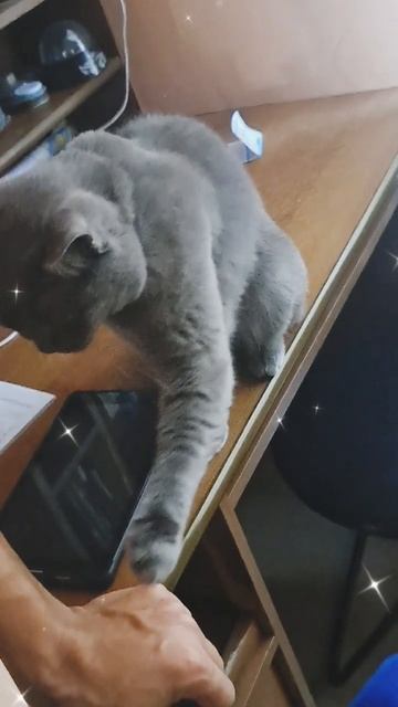 Животное друг ангел #собака #кошка #животные