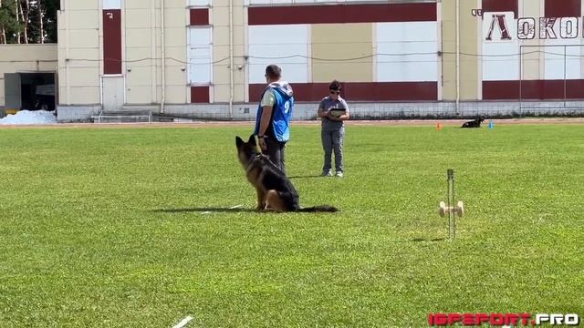 Д. Колосов и Райсин Стар Эль Тай, IGP-1 B-92 | Чемпионат Новосибирской области по IGP-1