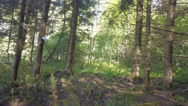 С соседом за грибами! Зачем мне лисички? смотреть онлайн