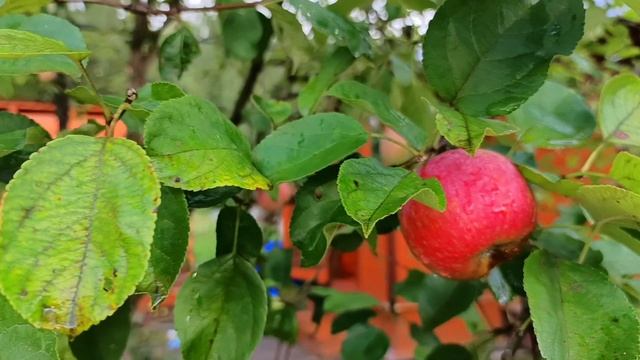 Жизнь на даче. Влог. 12 августа 2025 смотреть онлайн