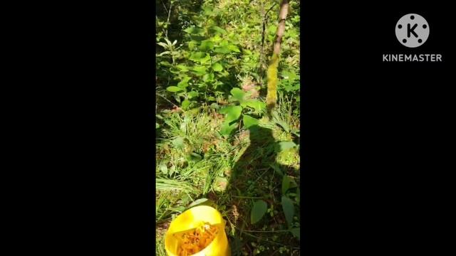 Грибы лисички.Собрали немного. смотреть онлайн