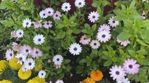 Остеоспермум. Чем отличаются цветы, выращенные из дешёвых семян и из дорогих.