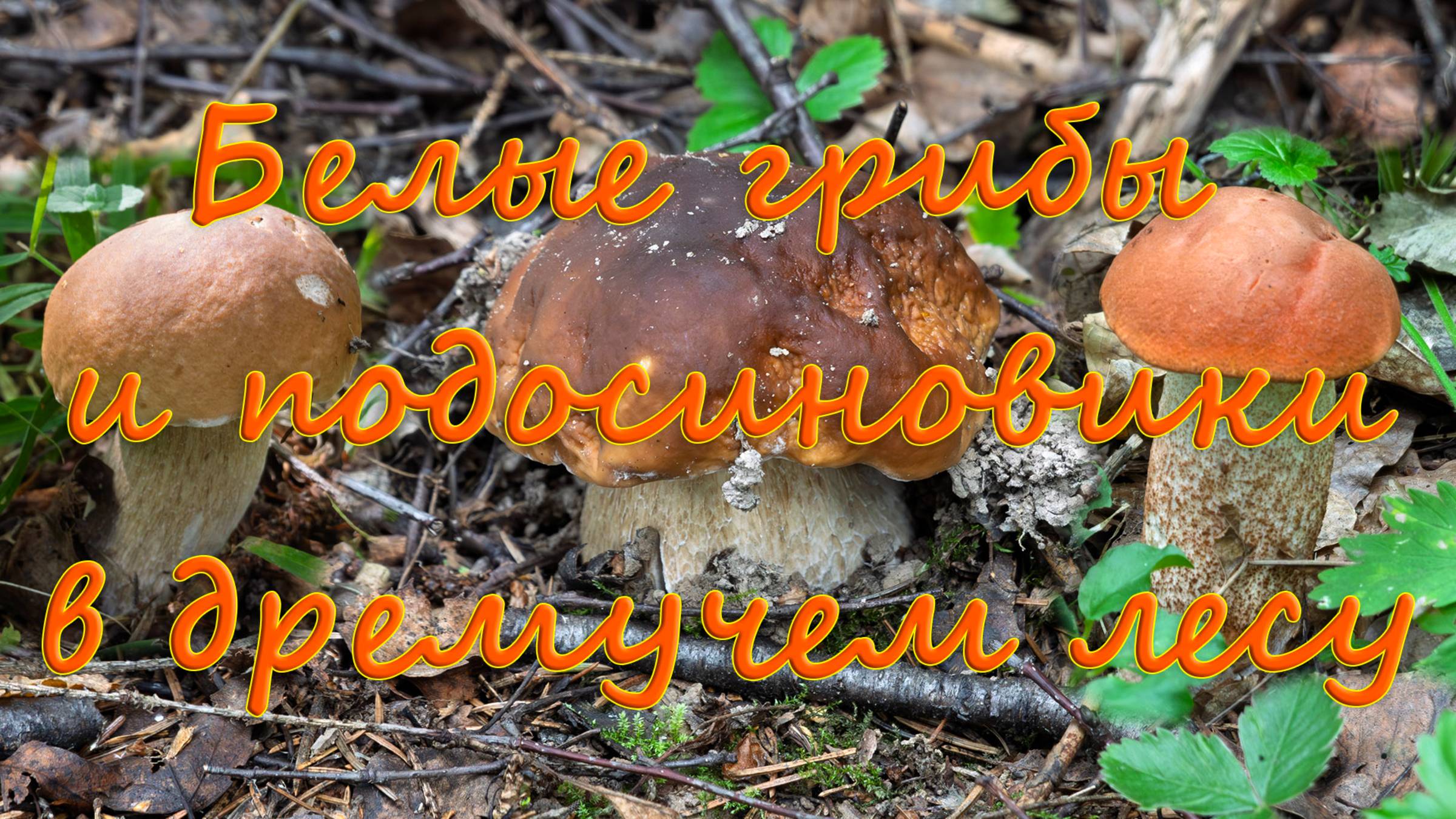 По грибы 2025! Белые грибы и подосиновики в дремучем лесу! смотреть онлайн