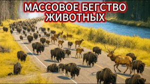 ТЫСЯЧИ ЖИВОТНЫХ СБЕЖАЛИ ЙЕЛЛОУСТОУН МАССОВЫЙ ИСХОД. ЧТО ОТ НАС СКРЫВАЮТ