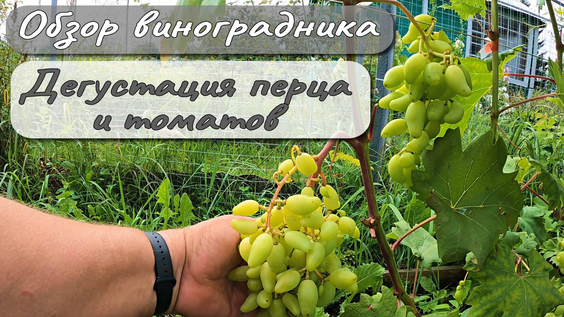 ОБЗОР ВИНОГРАДНИКА ДЕГУСТИРУЕМ ПЕРЕЦ И ТОМАТЫ смотреть онлайн