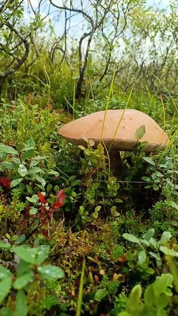 Собирать грибы пора! смотреть онлайн