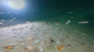 Такого Ты Не Видел! Безумные Случаи с Животными, Попавшие на Камеру