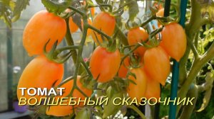 Томат ВОЛШЕБНЫЙ СКАЗОЧНИК. Обзор сортов ТОМАТОВ!