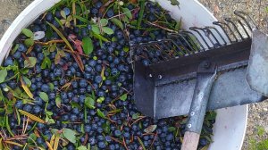 Собираю чернику граблями/ Ягоды Карелии. Сбор дикоросов.