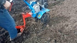 Сажаем картофель 12  апреля  2023 г.