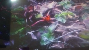 Подготовка клубники к весеннему сезону.