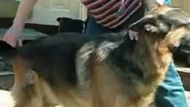 Приучить собаку к неприятным процедурам