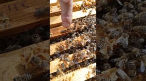 Слёт пчёл - что это было?