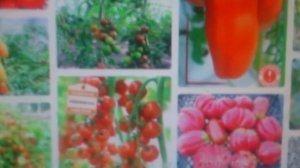 Какие семена я приобрёл для нового сезона.