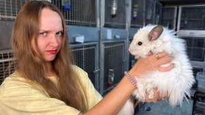 Почему люди избавляются от шиншилл?