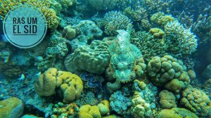 Египет/Шарм-эль-Шейх/Красное море/подводный мир/2024/