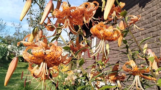 Лилия Тигровая или Ланцетолистная в нашем саду 2024 смотреть онлайн