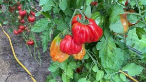 Дневник моих огородных дел. 14 августа 2025 года