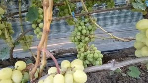 Виноград Медовый (Писанка О. М.) и Гуливер (Криуля С. И.) 10.08.25г.виноградник Король В.Н.