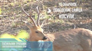 Необычное поведение косули весной