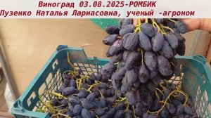 Виноград 3.08.2025 - Ромбик. Ультраранний с крупной ягодой и высокой устойчивостью к грибкам.