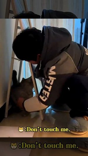 КОТИКИ КОТИКИ всегда топ