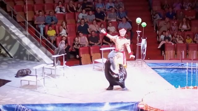 морские котики смотреть онлайн