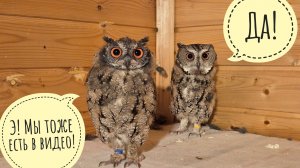 Новых  рыбов нашла, к сове Ёлке заглянула, Артёма посадить рябину заставила. А Маша арбузит собаку