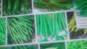 04 02 2020 г  Кое что о спаржевой фасоли