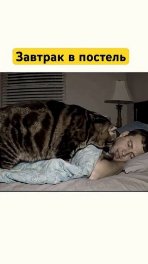 Завтрак_в_постель.Кот