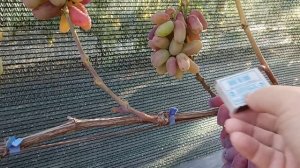 Виноград Скарлет (Карпушев А. В.) 10.08.25г виноградник Король В. Н. г.Краснодар