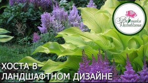 Хосты в ландшафтном дизайне